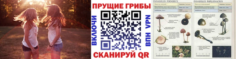 Галлюциногенные грибы GOLDEN TEACHER  Йошкар-Ола 